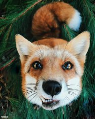 VadimFoxxy