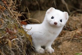 Laska