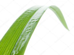 Balmit