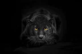 Black233