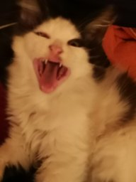 Doka