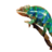 chameleonhead