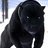 BlackDog171717