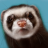 horeq