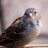 Sparrow